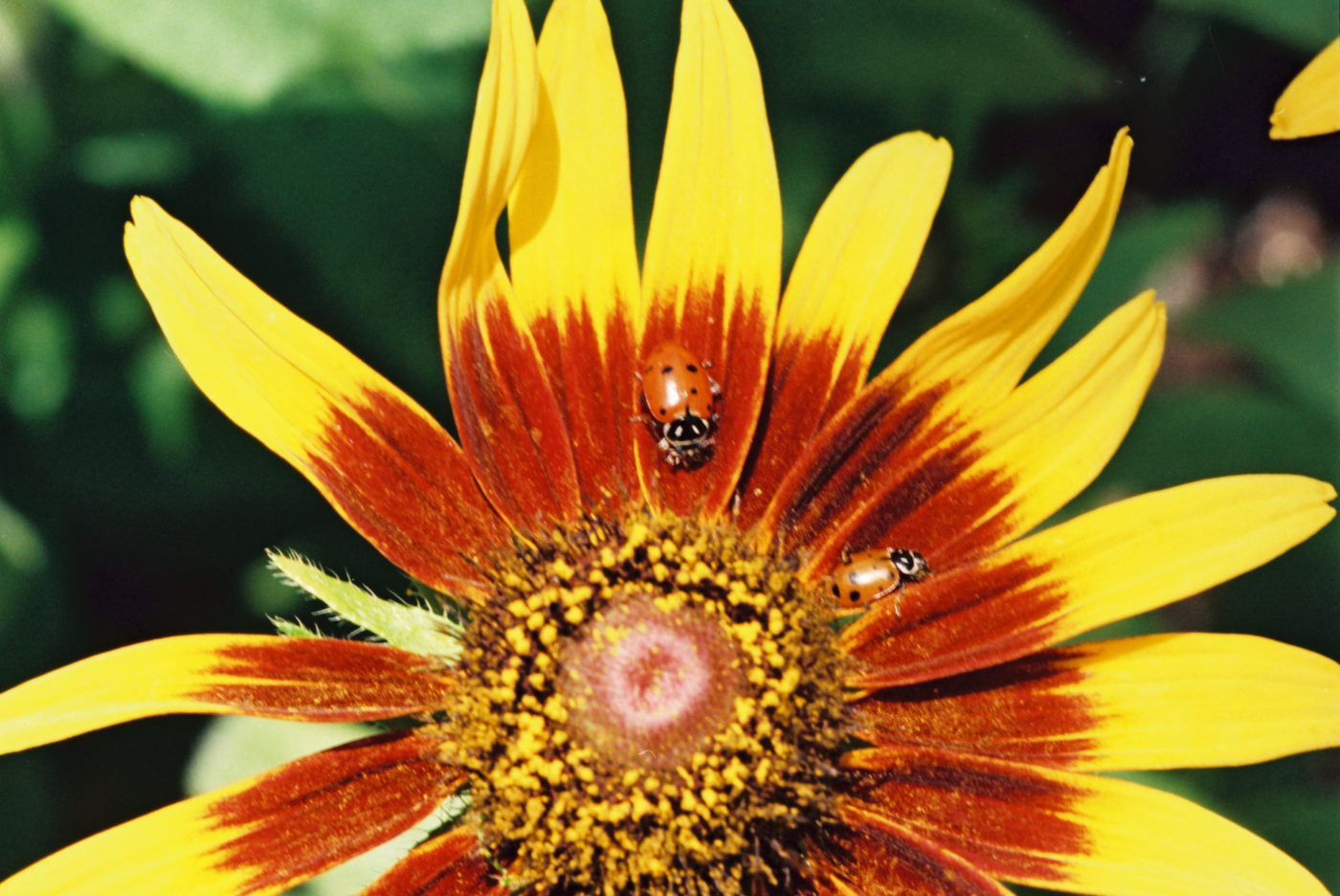 Ladybug on rudbeckia