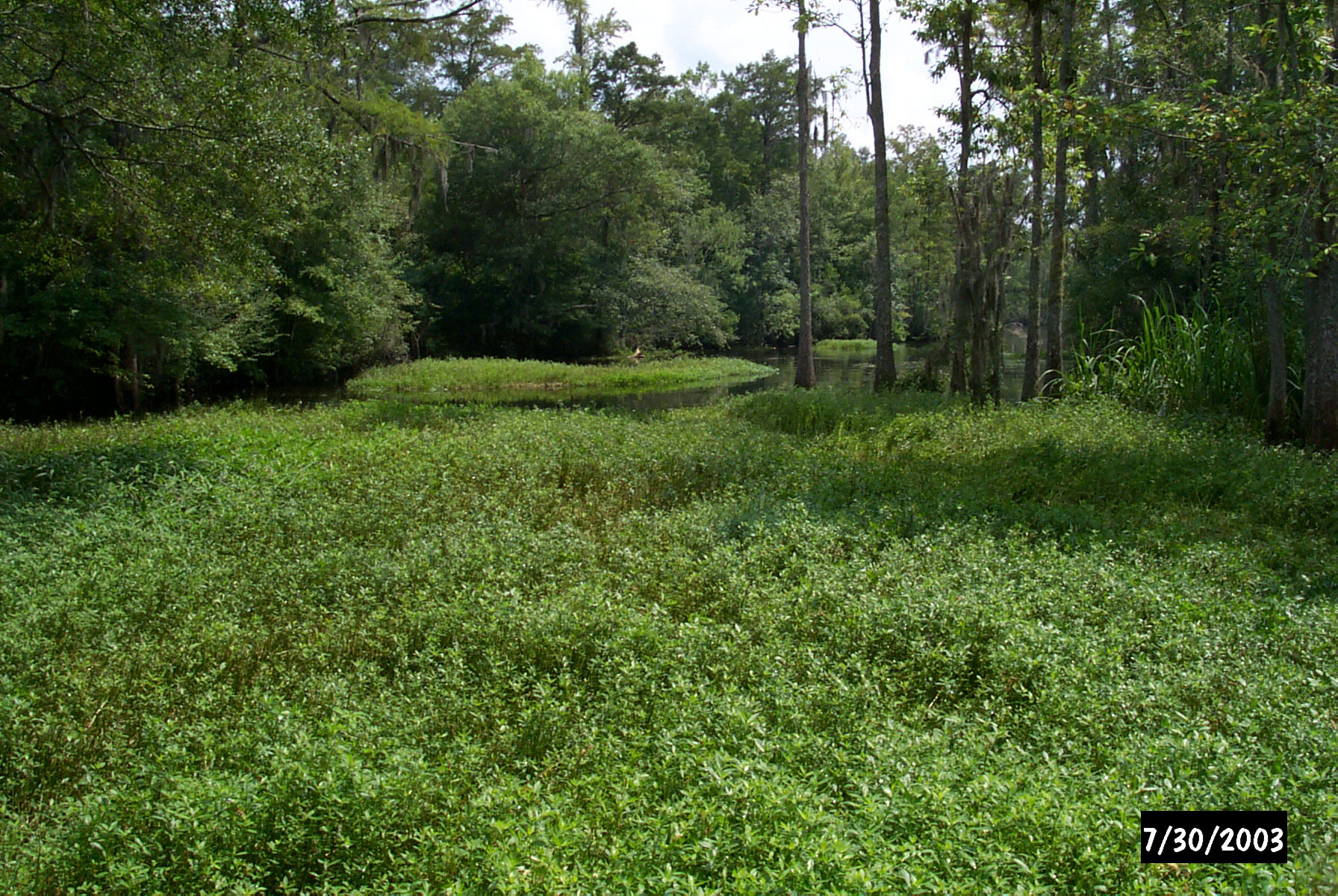 Alligatorweed in Black Mingo Creek