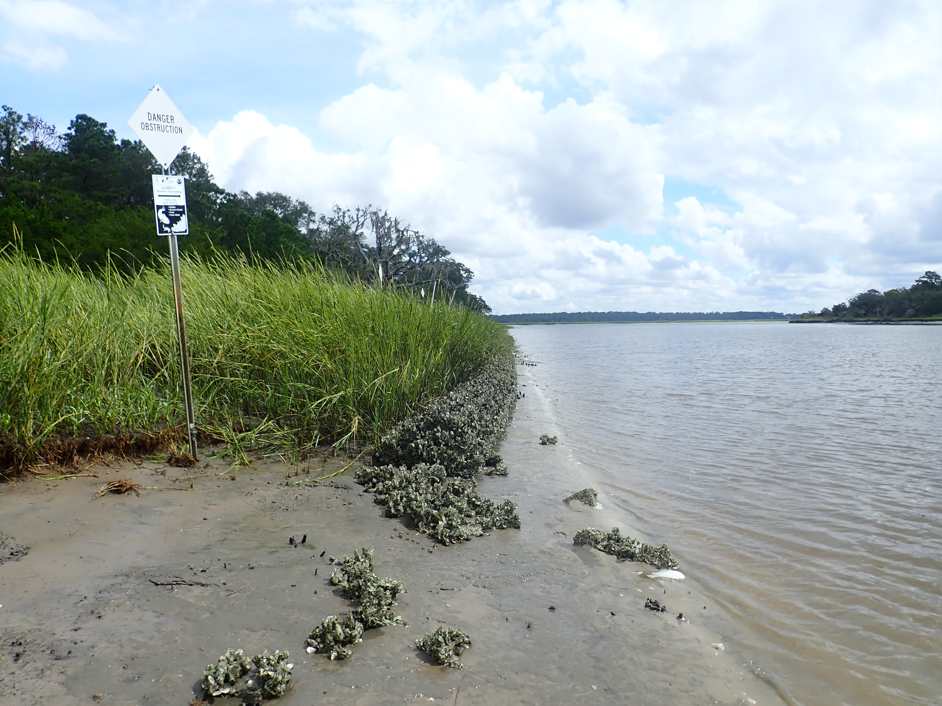 Photo of the marsh
