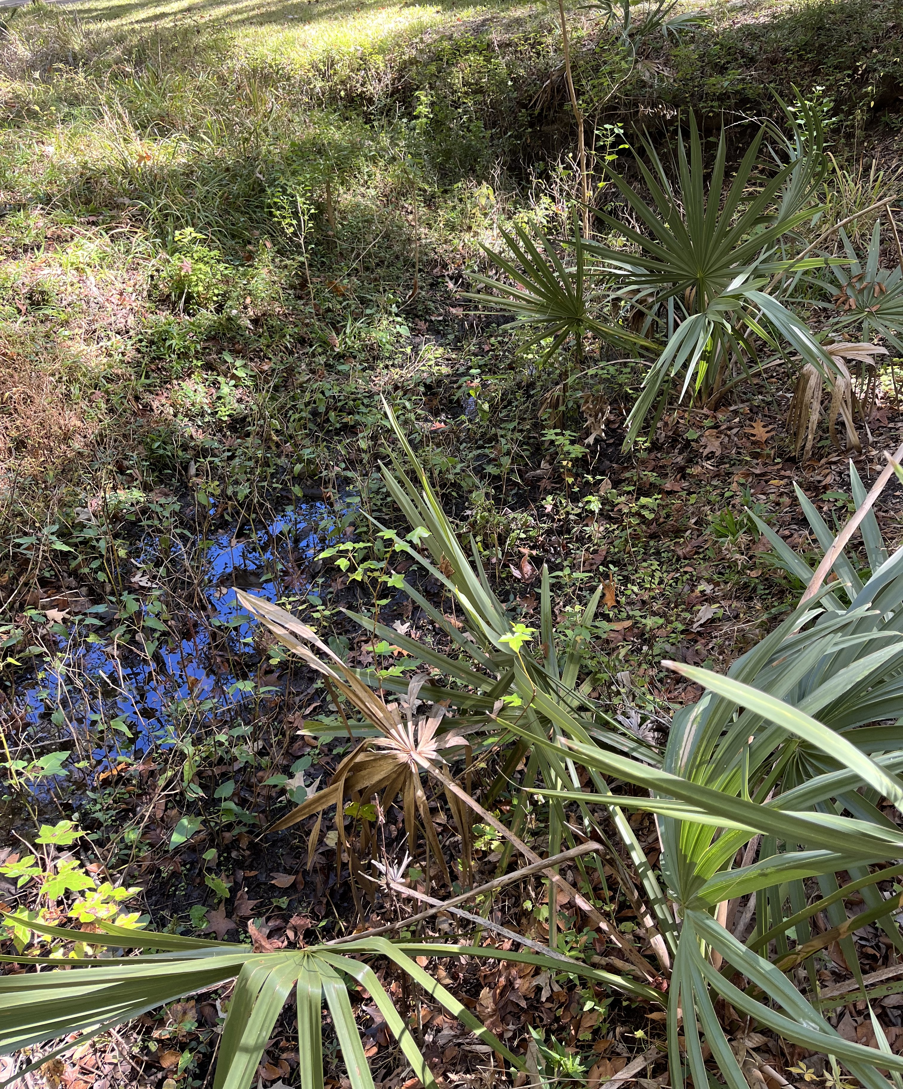 A marshy area with many plants and leaves throughout the image