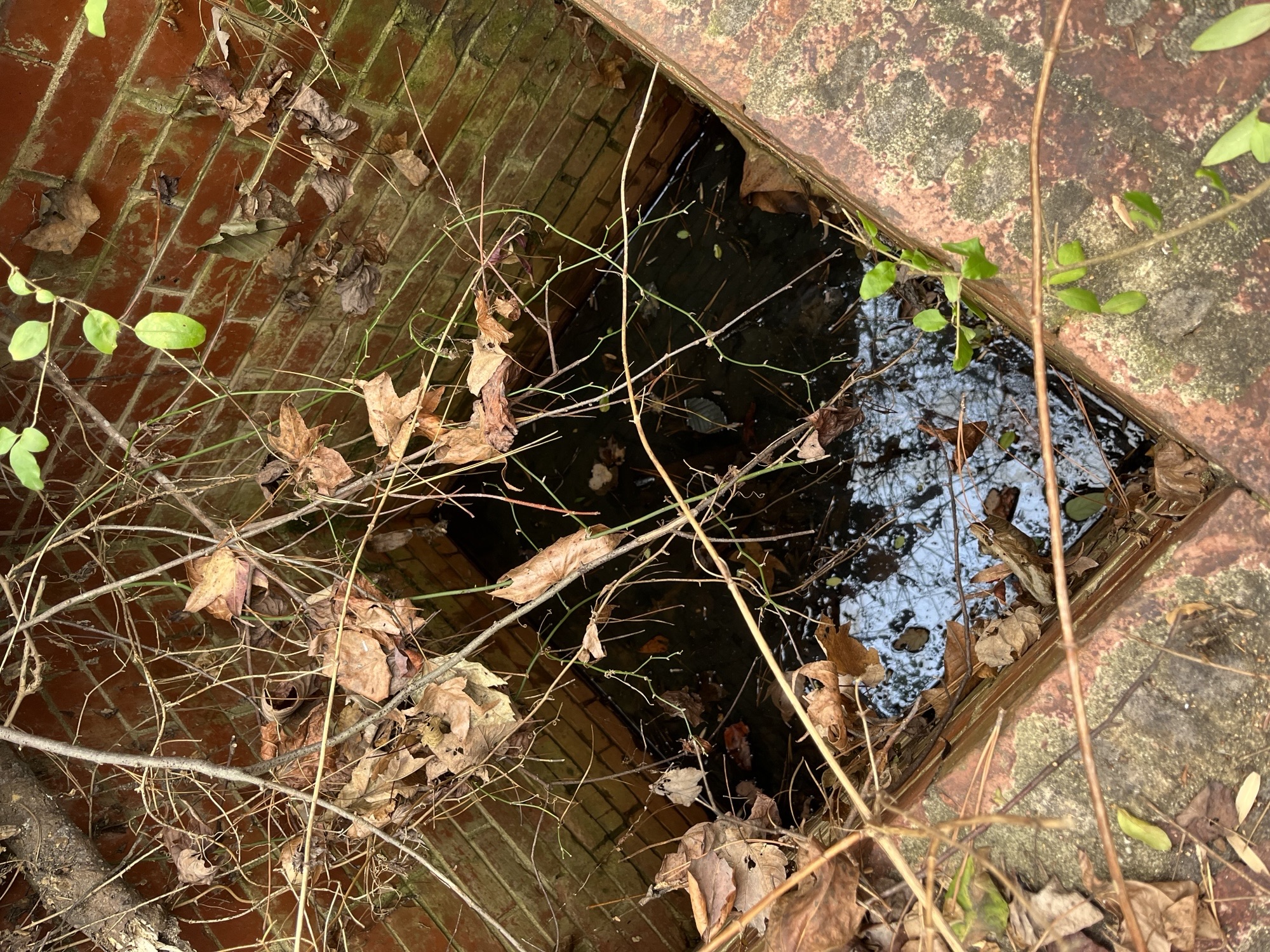 An image looking down into a brick enclosure covered with branches and leaves that has water at the bottom