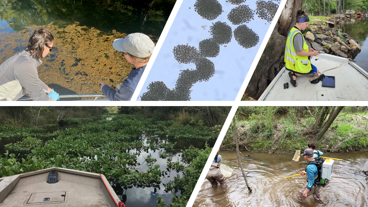 Collage of images depicting algae sampling, water quality testing, aquatic invasive plants, and electrofishing