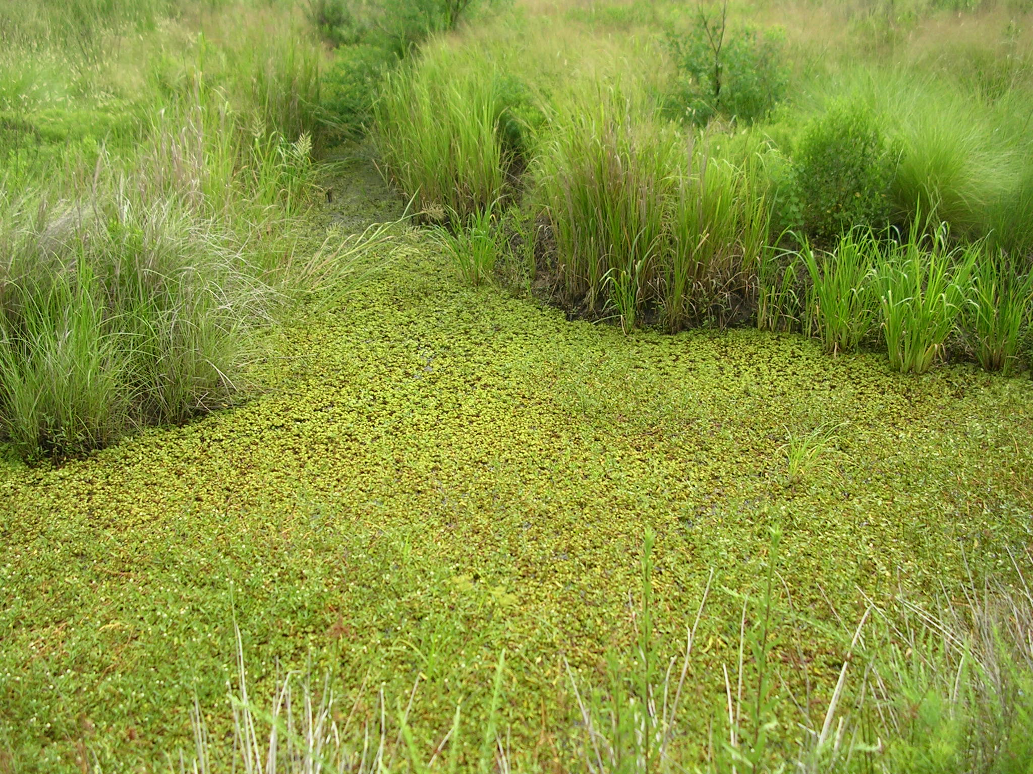 A dense infestation of Giant Salvinia