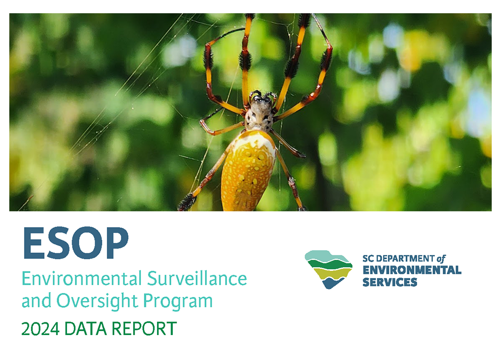 up close of spider on a web