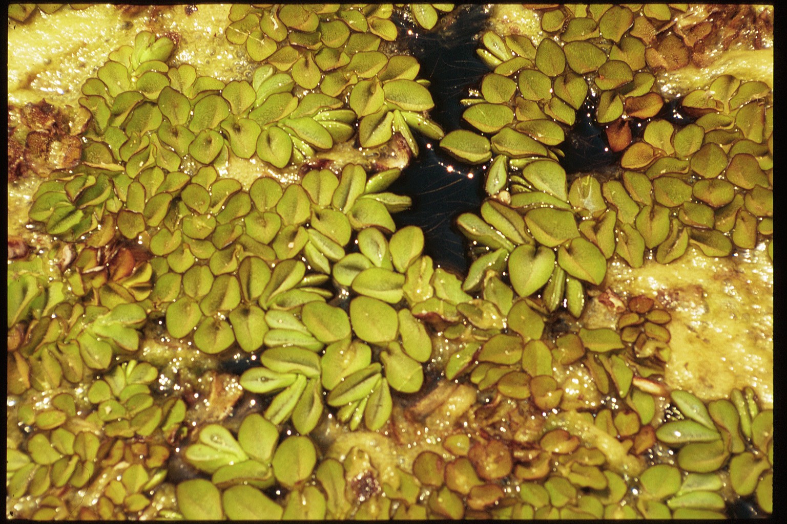 Giant Salvinia