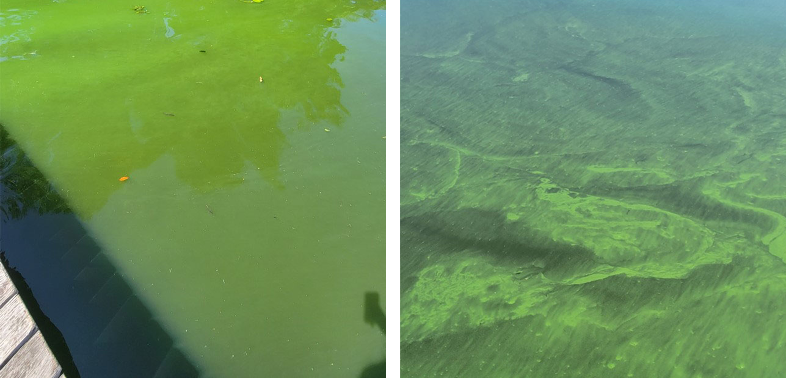  Greenish water with visible algae bloom on the surface