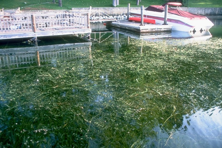 Large mat of hydrilla infesting a boat dock