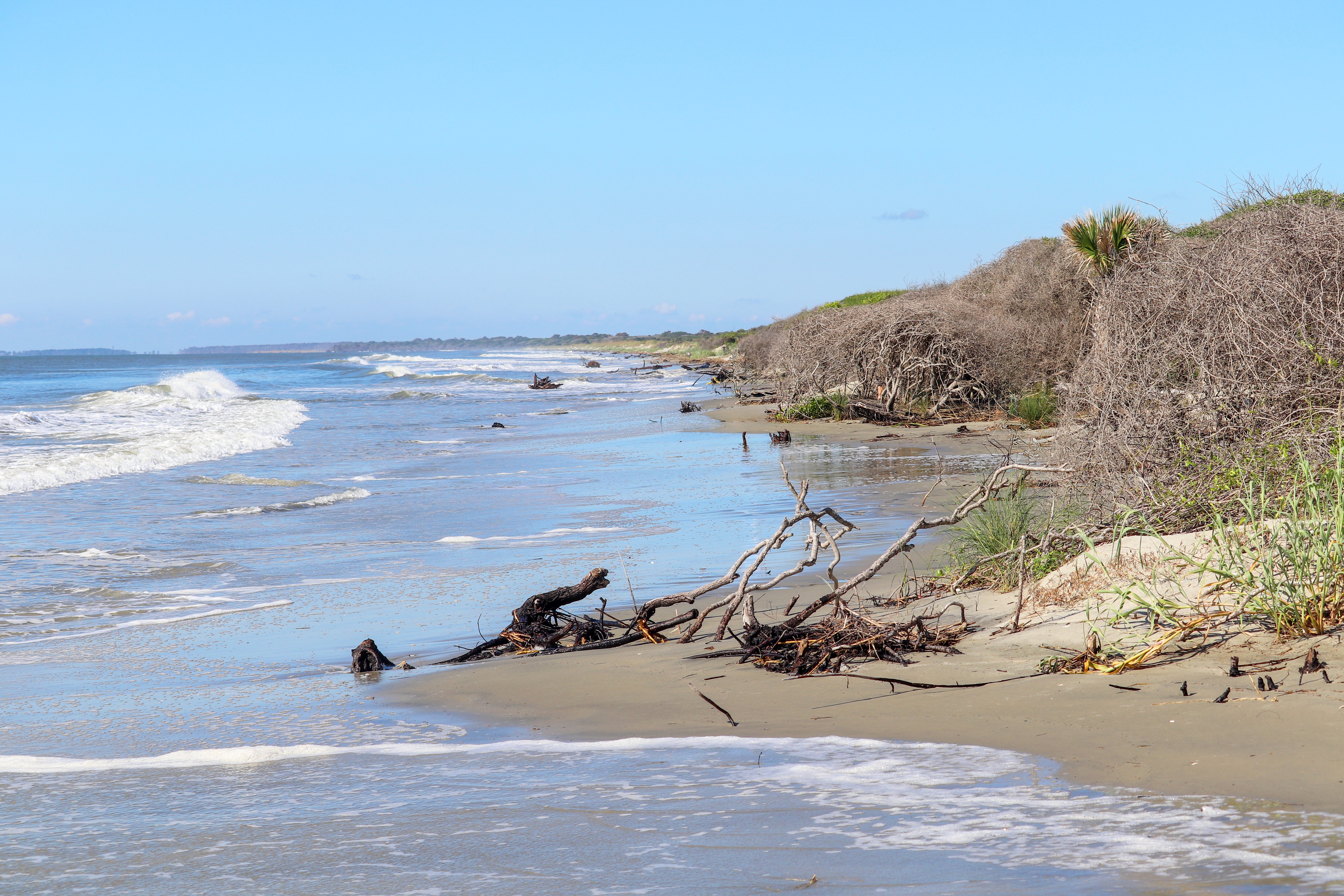 View of a natural beach with gentle waves washing onto wet sand. Driftwood and fallen branches are scattered along the shoreline, with dense coastal vegetation and shrubs lining the edge under a clear blue sky.