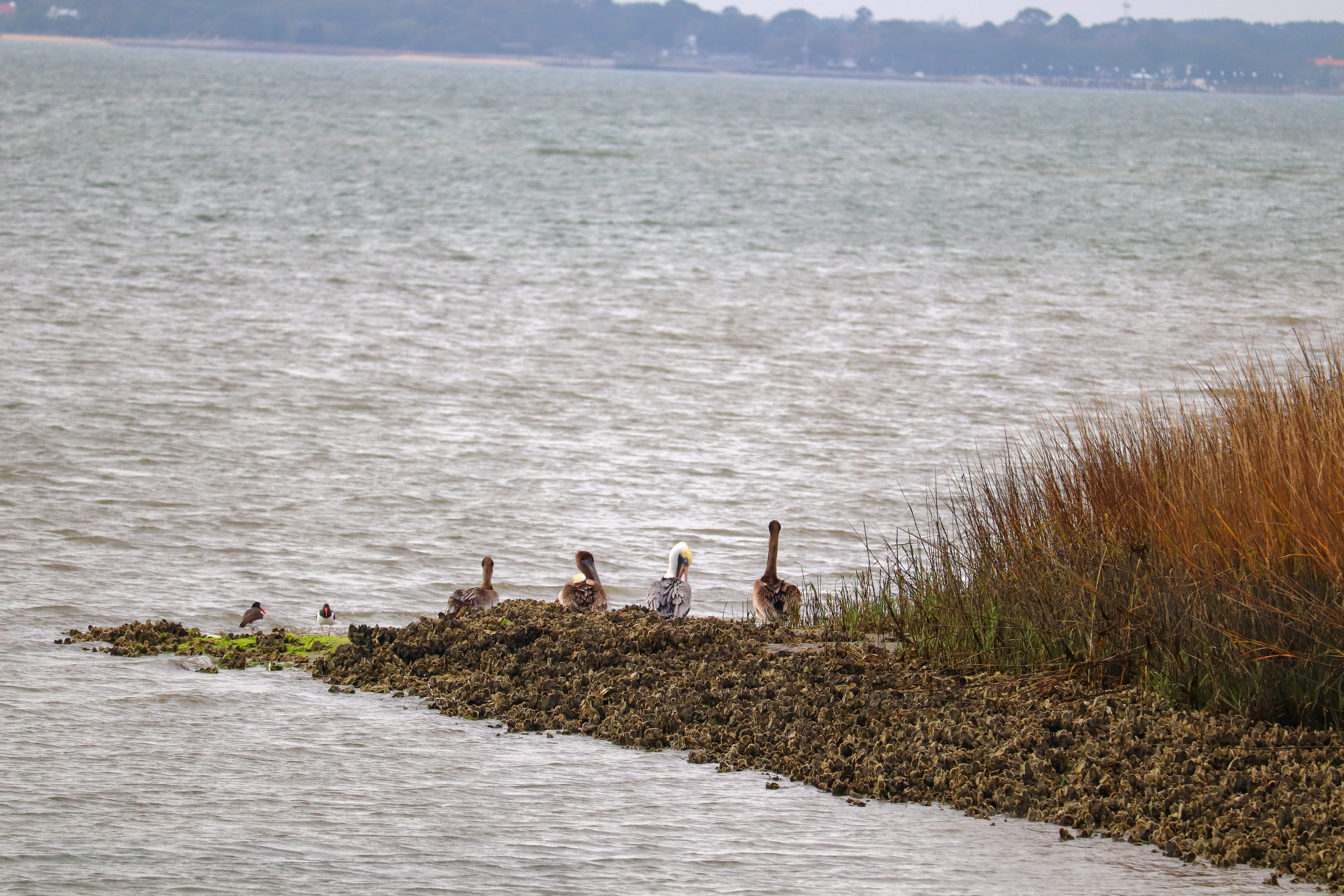 A small group of birds rests on a narrow, rocky shoreline surrounded by calm water. A cluster of tall marsh grasses rises on the right side of the frame, while the distant shoreline and treeline appear faintly across the wide, grayish-green water under an overcast sky.