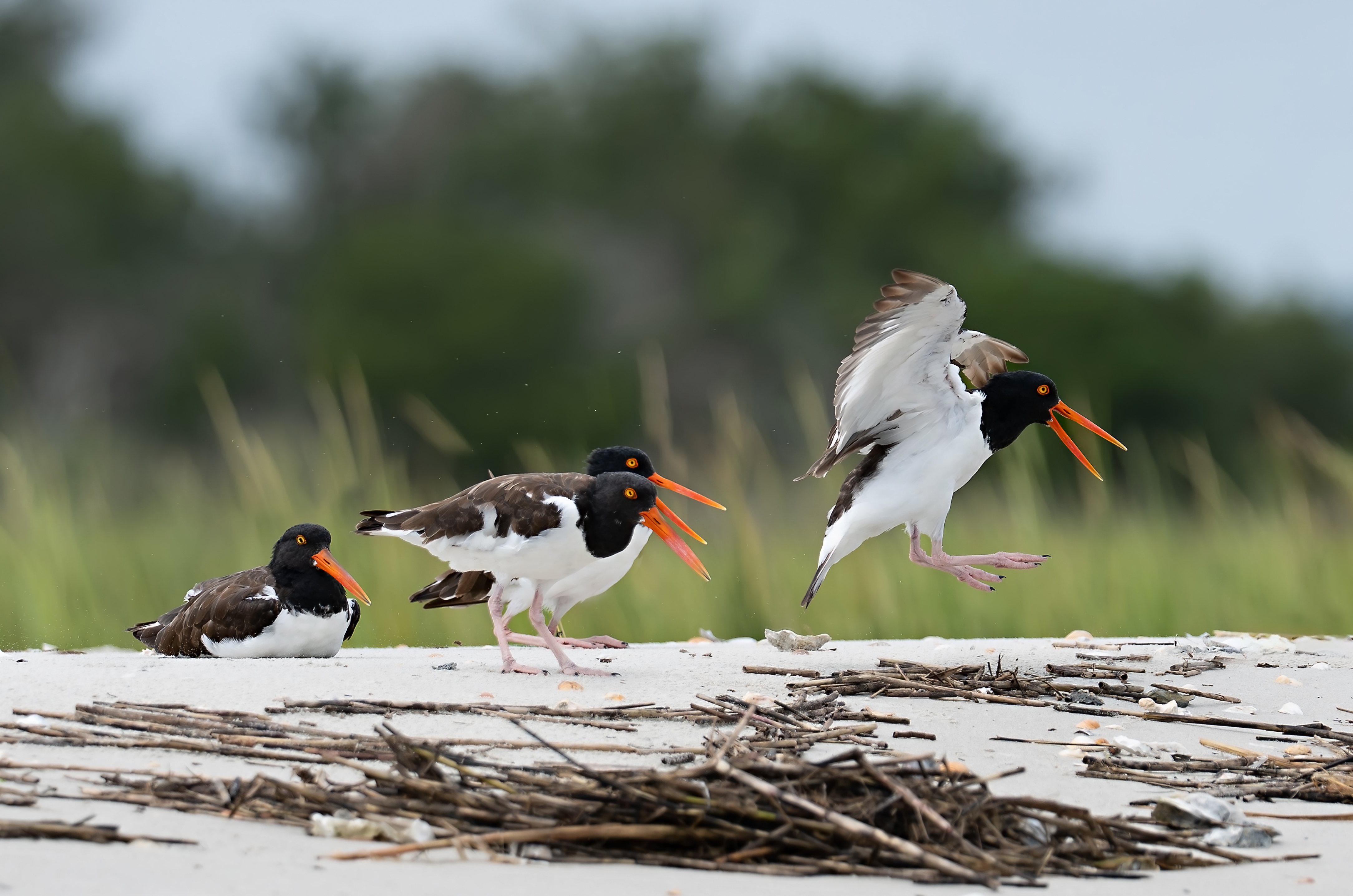 Three American oystercatchers on a sandy beach: two standing with open beaks and one in mid‑flight. The background features blurred greenery.