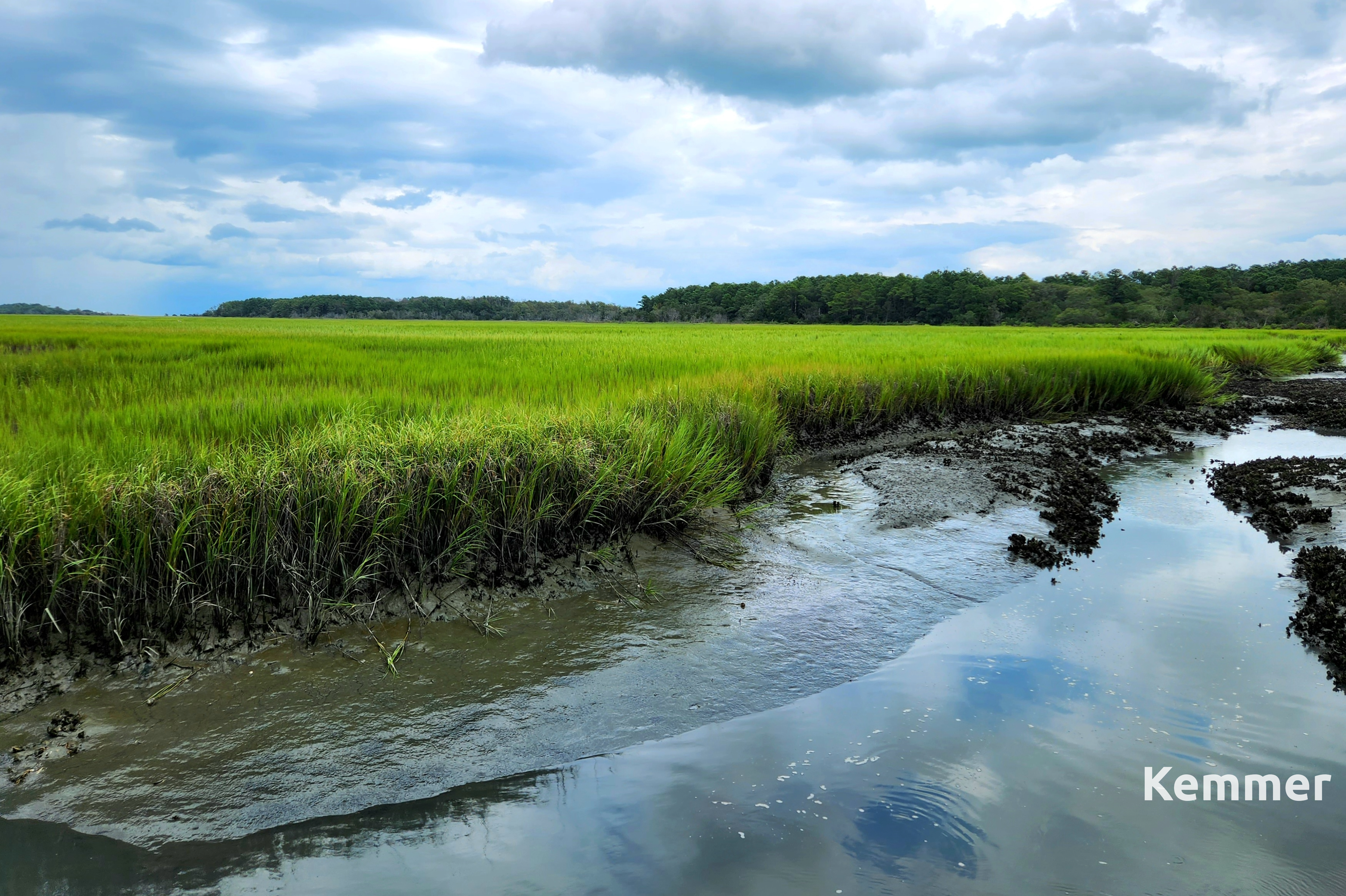 A photo of a salt marsh at low tide