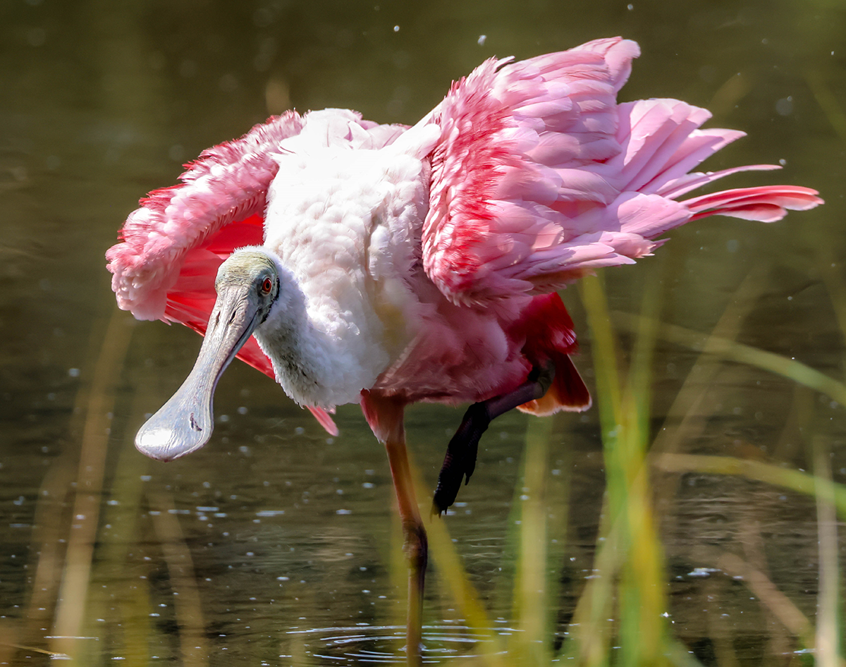 "Pretty in Pink," Roseate Spoonbill from Sea Pines Plantation in Hilton Head Island - Photo by Mary Alice Tartler