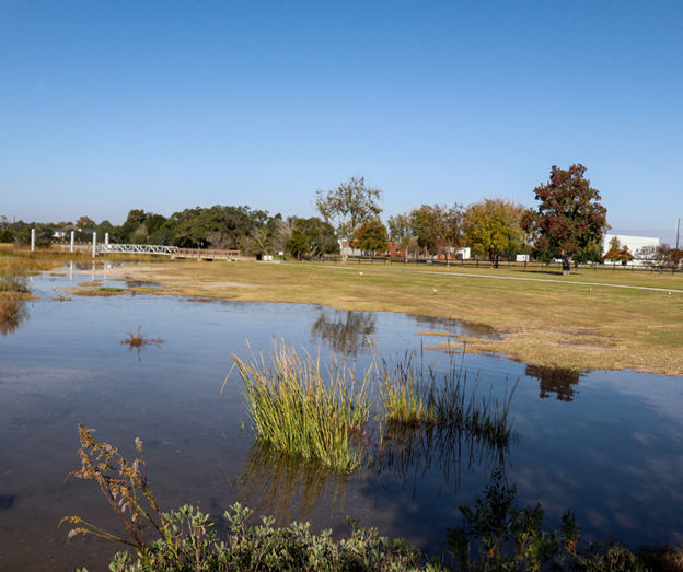 Pond with tall grasses in the foreground, surrounded by a grassy area with scattered trees and a clear blue sky above.
