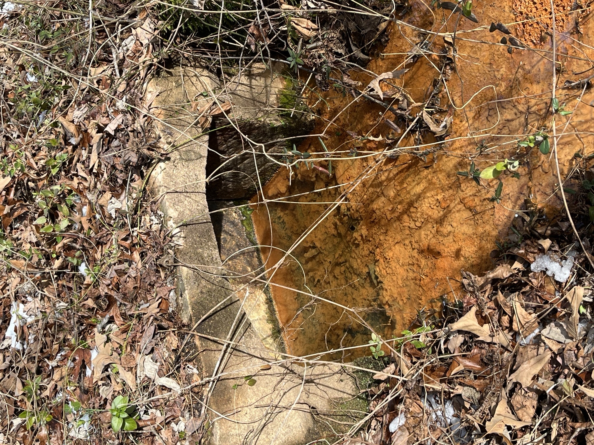 An image of a small concrete archway with clear water flowing out of it and many orange bacteria at the bottom of the stream that is surrounded by leaves
