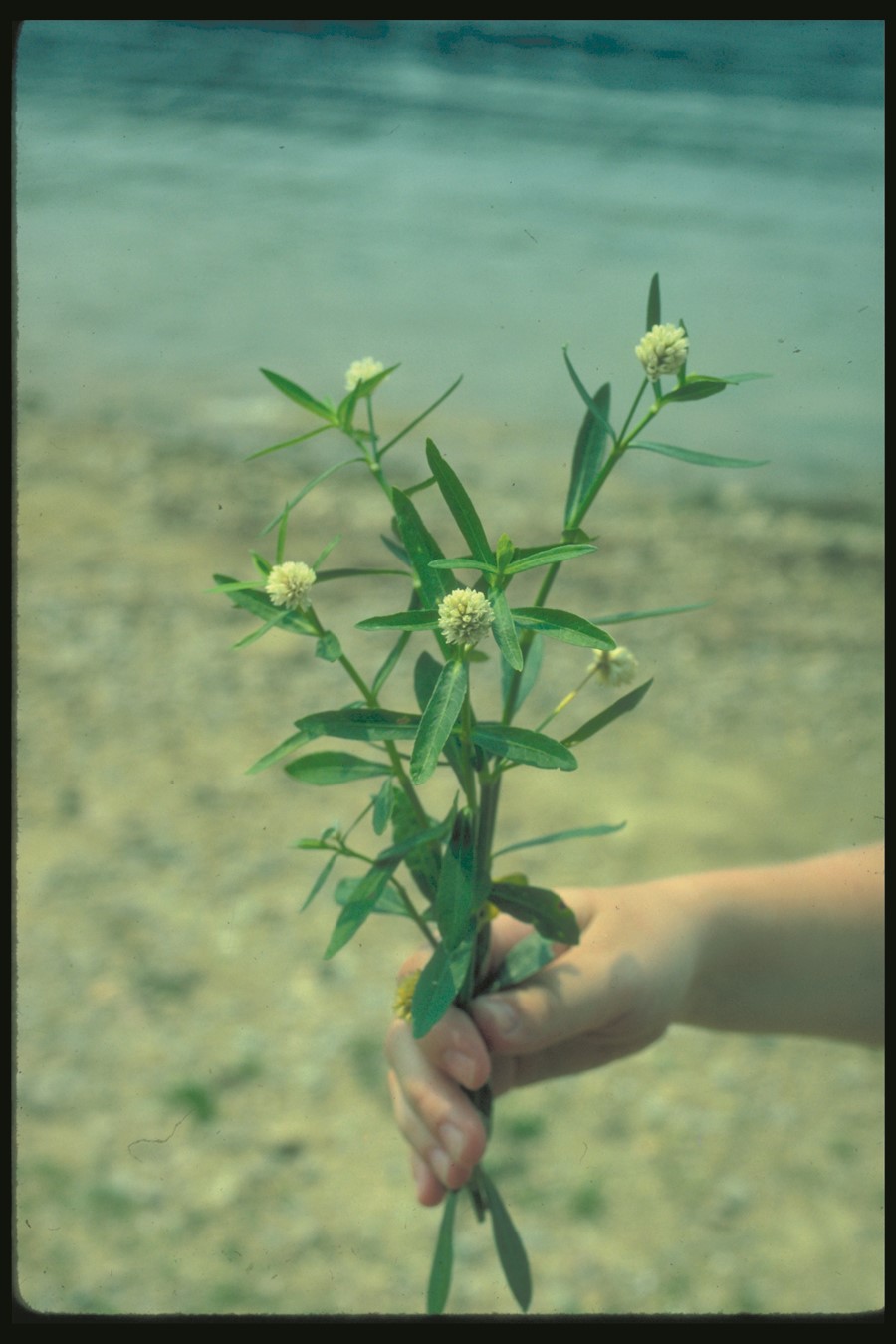 Alligatorweed flowers