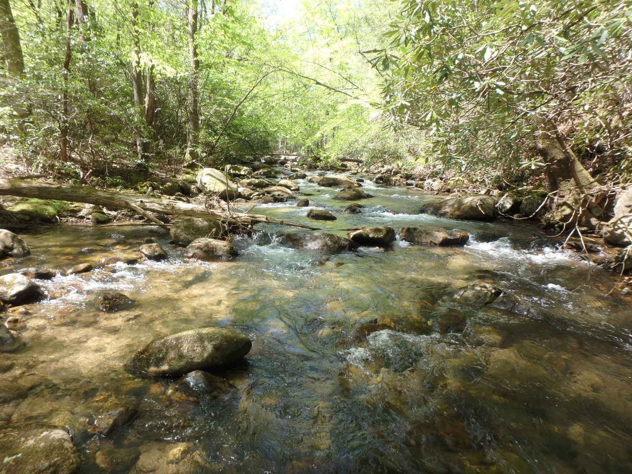 stream surrounded by trees and rocks