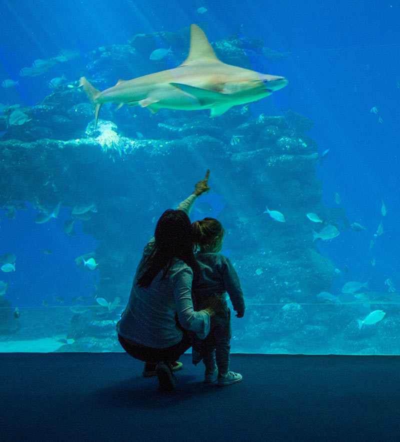adult and child watching shark in aquarium