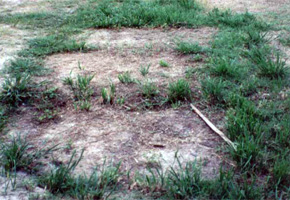 Example of a leaking septic system as revealed by outlines in the grass.
