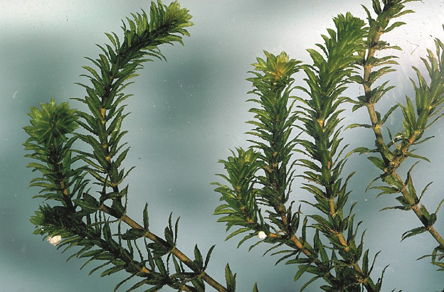 Hydrilla