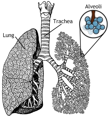 Diagram of a lung