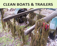 clean boats and trailers of weeds