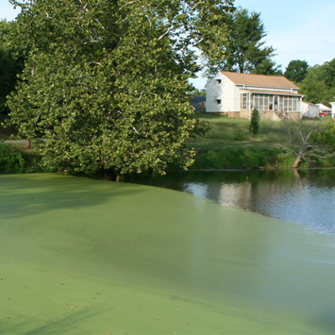 harmful algal blooms on lake