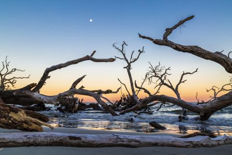 Driftwood silhouettes against a sunset beach, with a visible moon in the sky.