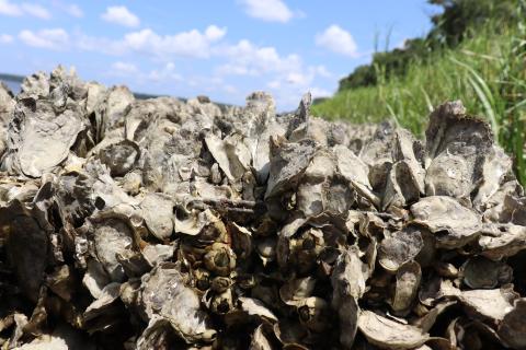 Oysters 