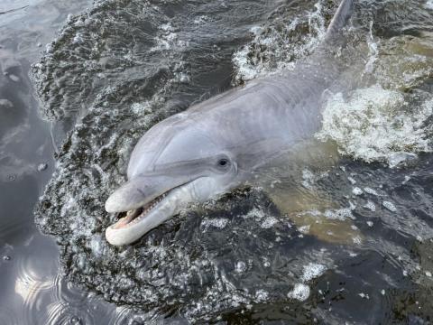 close up of a dolphin