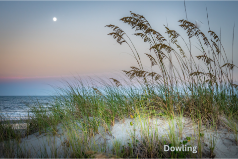 A photo of a sand dune