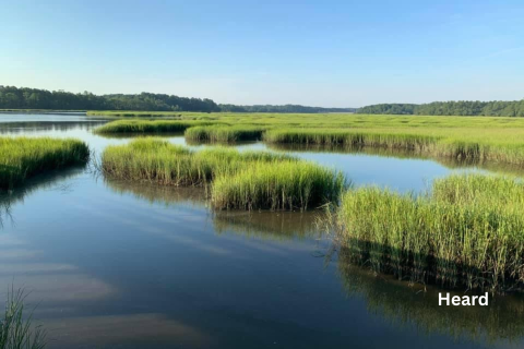 A photo of a saltmarsh