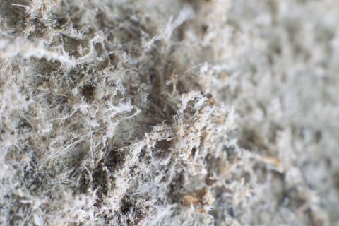 Detailed photography of constructional material with asbestos fibres.