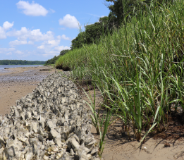 A photo of a living shoreline installation along a tidal marsh.