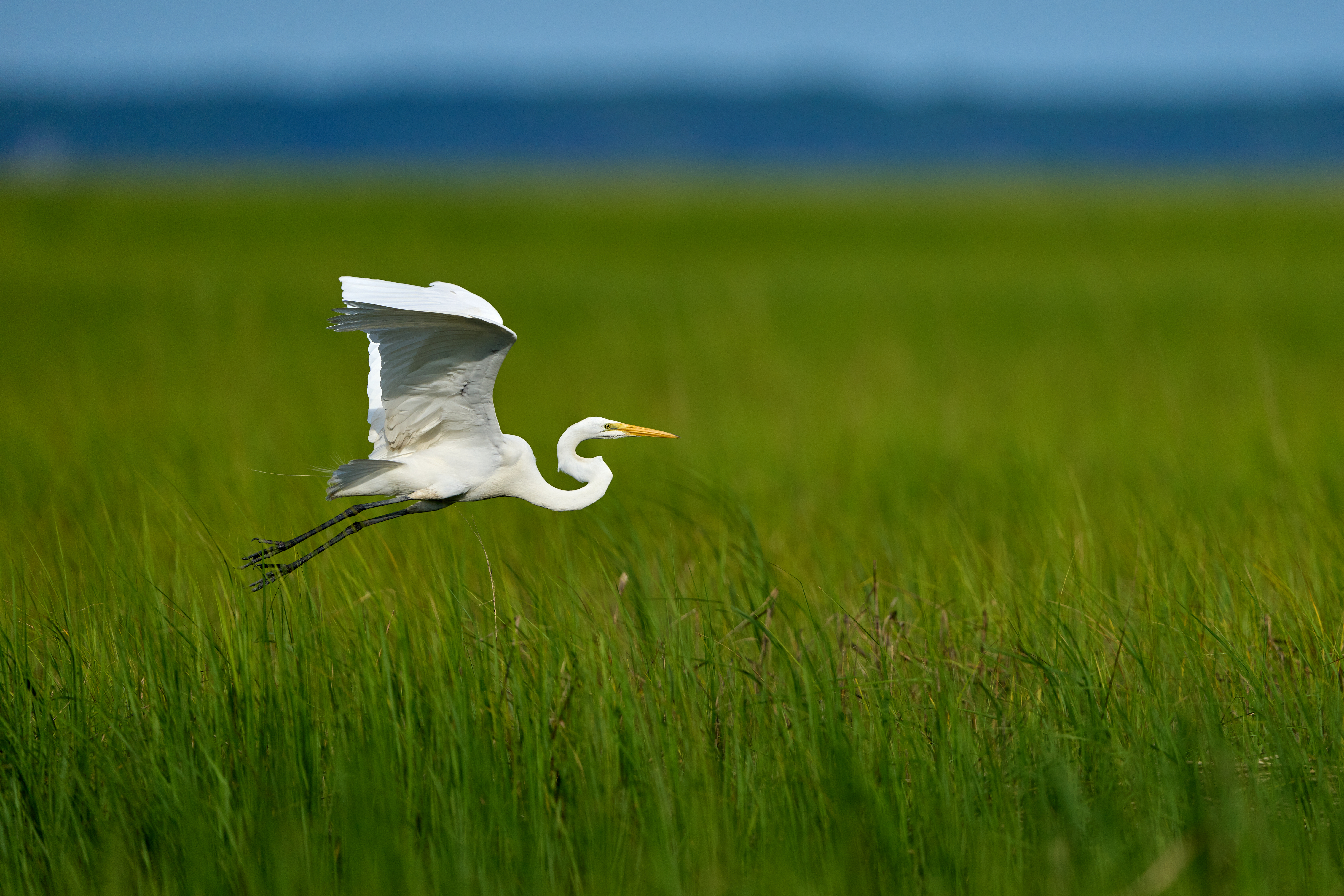crane flying over a marsh