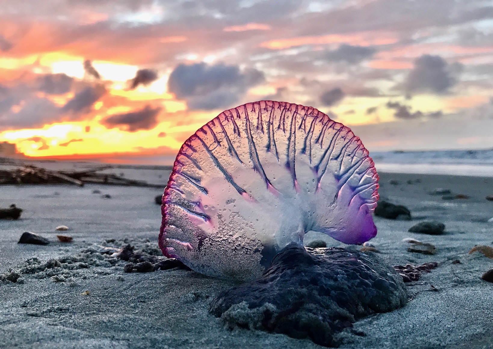 close up of jellyfish on a beach