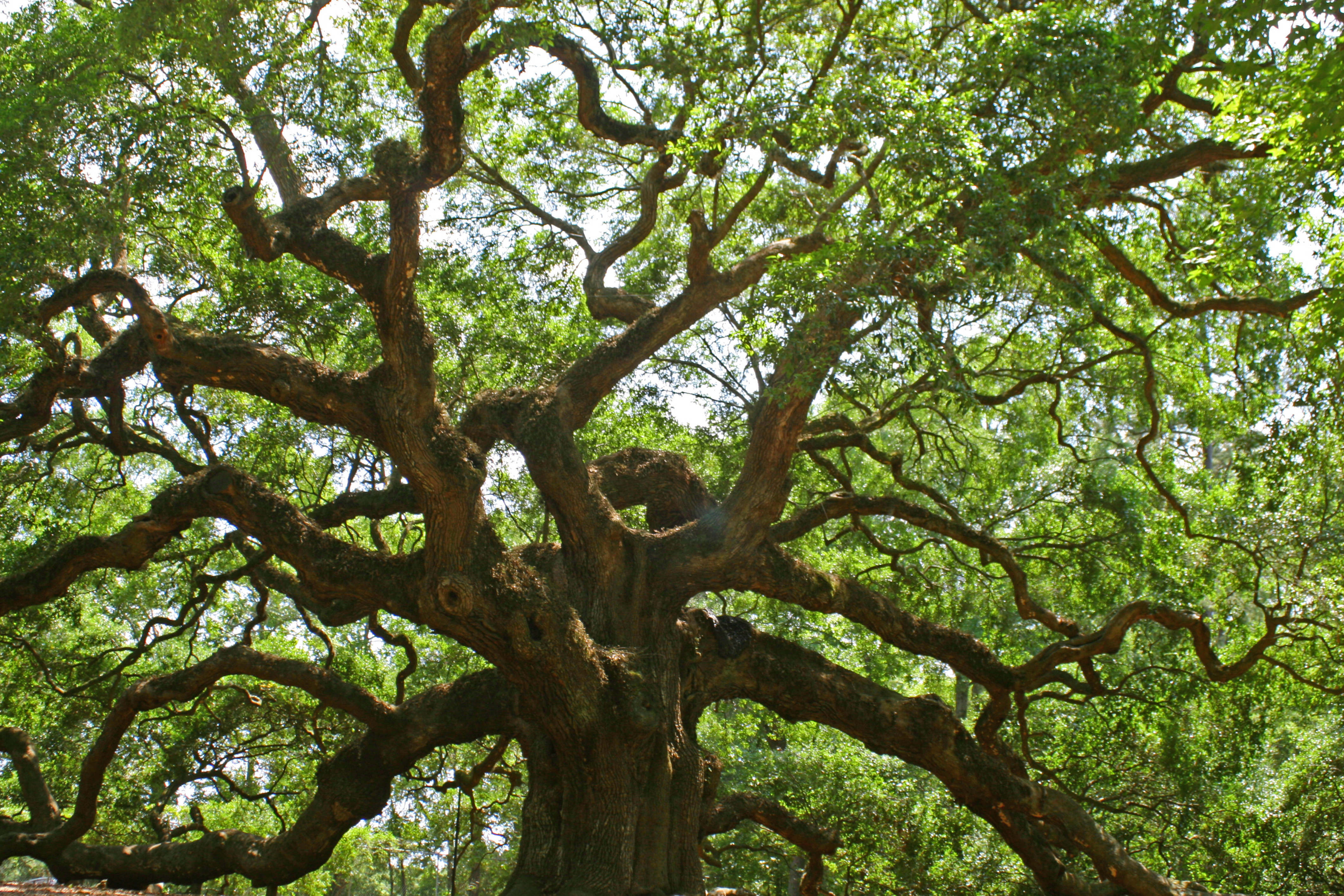 angel oak tree