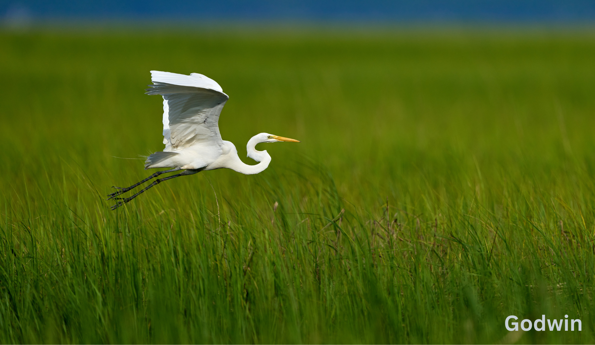 crane flying over a marsh