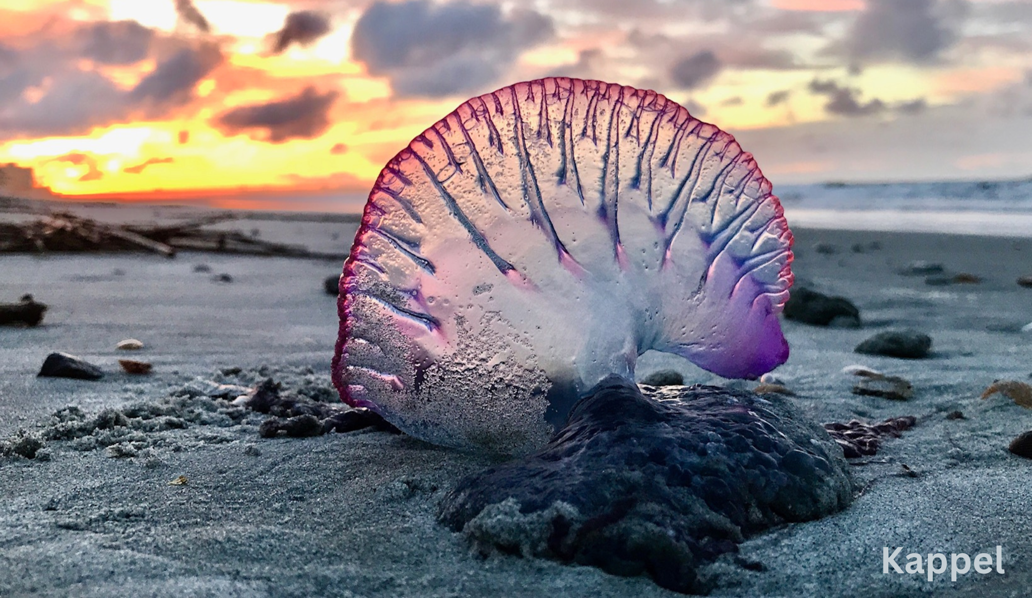 close up of jellyfish on a beach