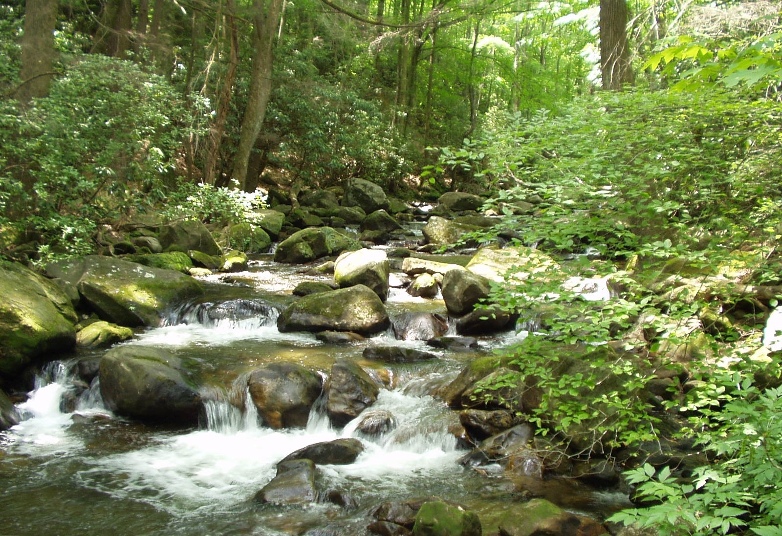 Middle Saluda River
